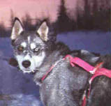 dog with harness
